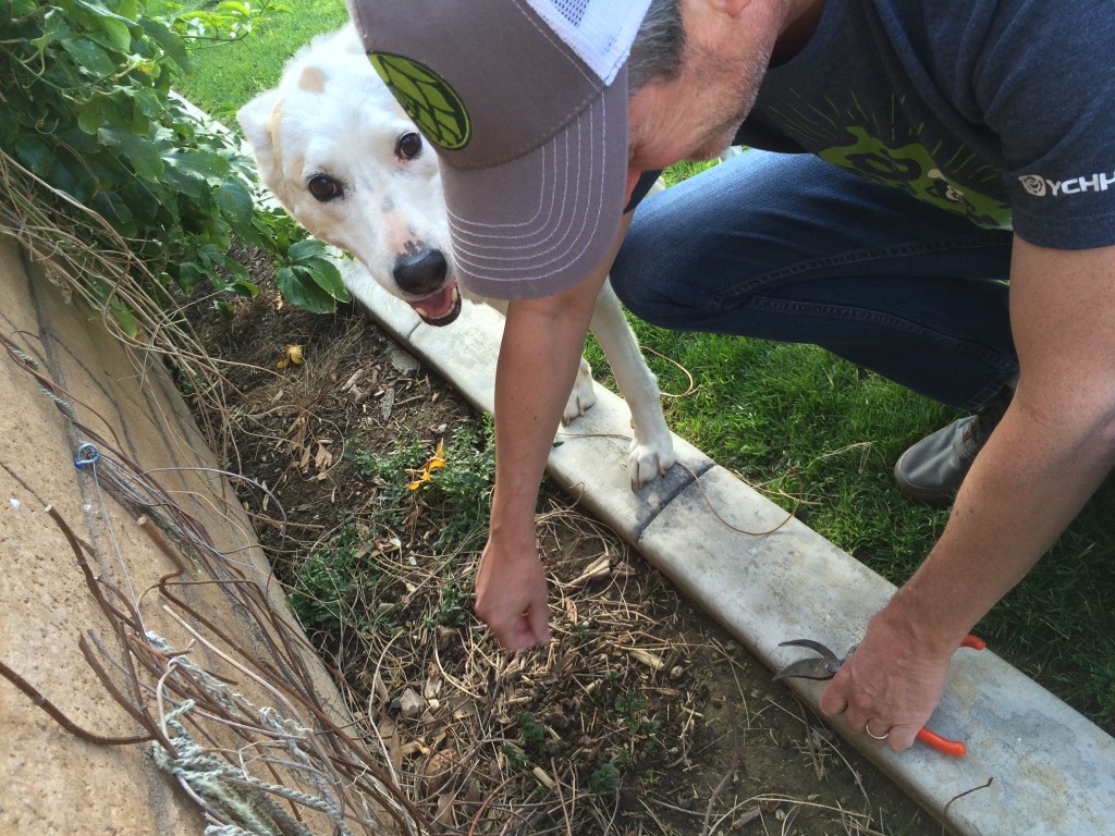 H2OPS News For hop water Growing Your Own Hops at Home You Can Do It